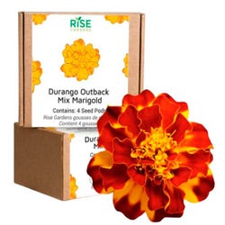 Image for Rise Gardens Outback Durango Marigold, 4 Pack from School Specialty