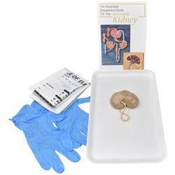 Frey Choice Dissection Kit, Mammalian Kidney without Dissection Tools, Item Number 2041259