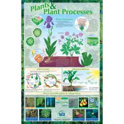 Image for NeoSCI Plants and Plant Processes Laminated Poster, 23 in W X 35 in H, Grade 6 - 12 from School Specialty