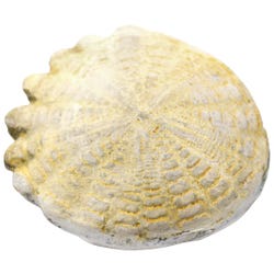Image for EISCO Hardouinia Fossil Replica from School Specialty