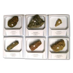 Image for Geoscience Invertebrate Fossil Demonstration Collection, Assorted, Set of 6 from School Specialty