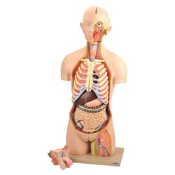 Anatomy Models, Item Number 1589297