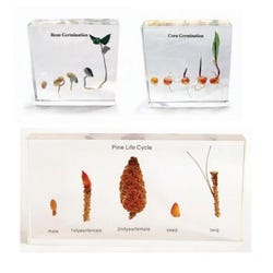 Image for Frey Scientific Plant Life Cycle Specimen Blocks - Set of 3 from School Specialty