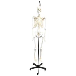 Image for EISCO Human Articulated Hanging Skeleton from School Specialty