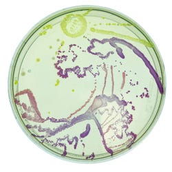 Agar Art: Creating Masterpieces with Microbes 2134038