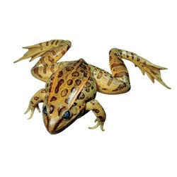 Image for Frey Select Formaldehyde-Free Preserved Grass Frogs, Triple Injected, 5+ Inches, Pack of 10 from School Specialty