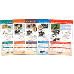 Image for NewPath Learning Bulletin Board Chart Set of 5, Prey Identification, Grades 5-8 from School Specialty