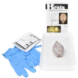 Image for Frey Choice Dissection Kit - Mammalian Brain without Dissection Tools from School Specialty
