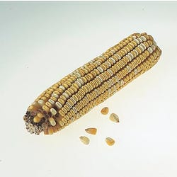 Image for Frey Scientific Corn Ears for Genetics Studies - Purple:Yellow - 1:1 from School Specialty