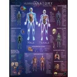 Image for Popar Scientific Human Anatomy Poster, 42 L x 32 W in from School Specialty