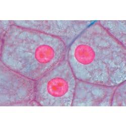 Image for Johannes Lieder Animal and Plant Cell Slides, Set of 2 from School Specialty