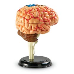 Image for Learning Resources Brain Anatomy Model from School Specialty