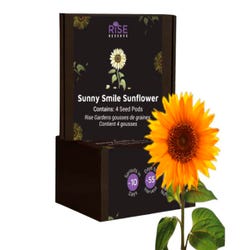 Image for Rise Gardens Sunny Smile Sunflower, 4 Pack from School Specialty