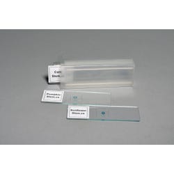 Image for Frey Scientific Dicot Stem Microscope Slides, Set of 4 from School Specialty