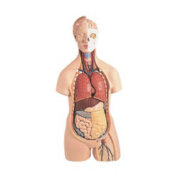 Image for 3B Scientific Classic Torso Model, 14 Pieces from School Specialty