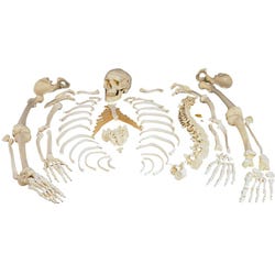 Image for 3B Scientific Disarticulated Skeleton, 53 Pieces from School Specialty