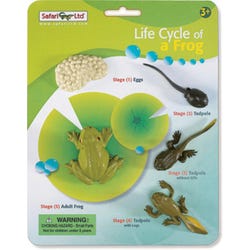 Image for Safariology Models Life Cycle of a Frog from School Specialty