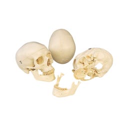 Image for 3B Scientific Human Skull Model, 3 Pieces from School Specialty