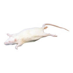 Image for Frey Scientific Select Preserved Rat, Plain Injected, Formaldehyde-Free from School Specialty