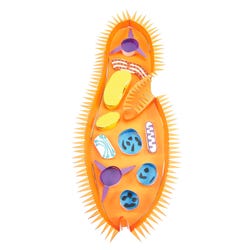 Newpath Learning Paramecium 3-D Model Kit, 1 Teacher Guide and 5 Student Guides, Item Number 2087416