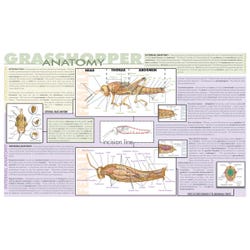 Image for Frey Scientific Laminated Dissection Mat, Grasshopper Anatomy Print from School Specialty
