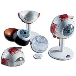 Image for 3B Scientific Eye Model, 6 Pieces from School Specialty