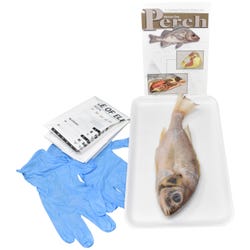 Image for Frey Choice Dissection Kit - Perch (plain) without Dissection Tools from School Specialty
