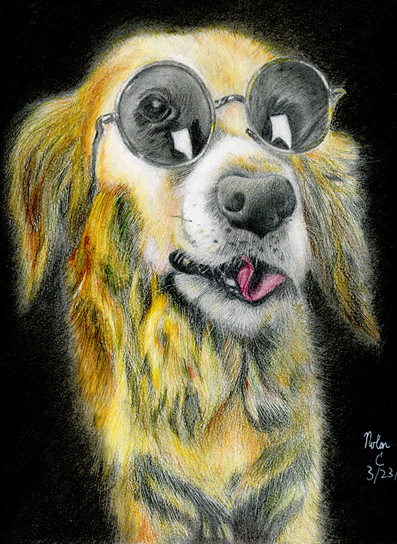 Colored pencil drawing of a golden retriever in round sunglasses.
