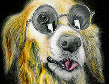 Colored pencil drawing of a golden retriever in round sunglasses.
